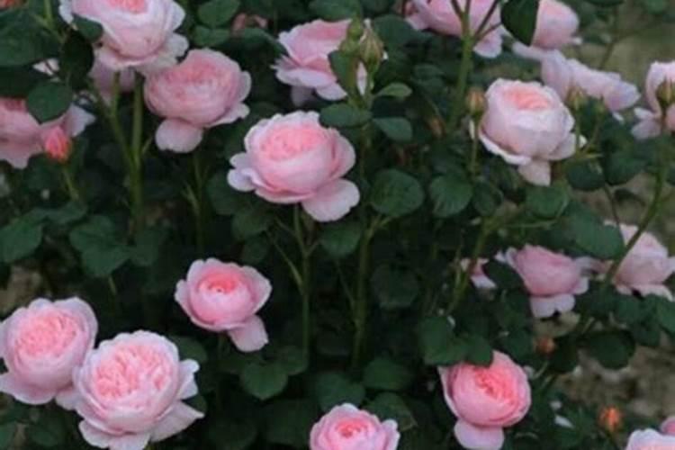 月季花底肥放什么肥好(底肥施用方法)