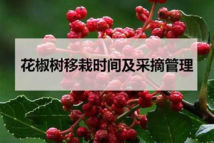花椒移栽后怎样施肥,管理？
