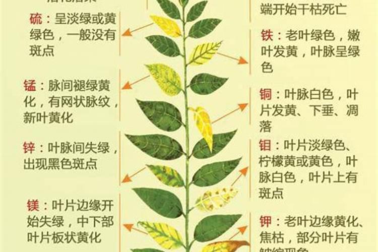 养花窍门99招,叶片发黄是缺什么肥料