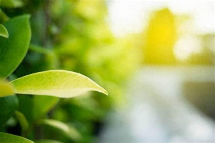 花叶子发黄用什么肥料 ？10种原因对症下药