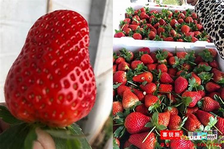 草莓膨果用啥水溶肥好