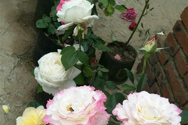 月季花期长花又美