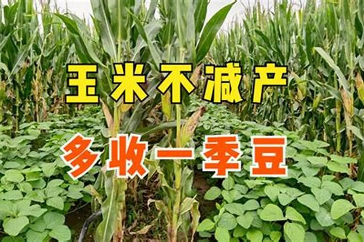 山东省济宁市玉米和大豆怎么问作种植？