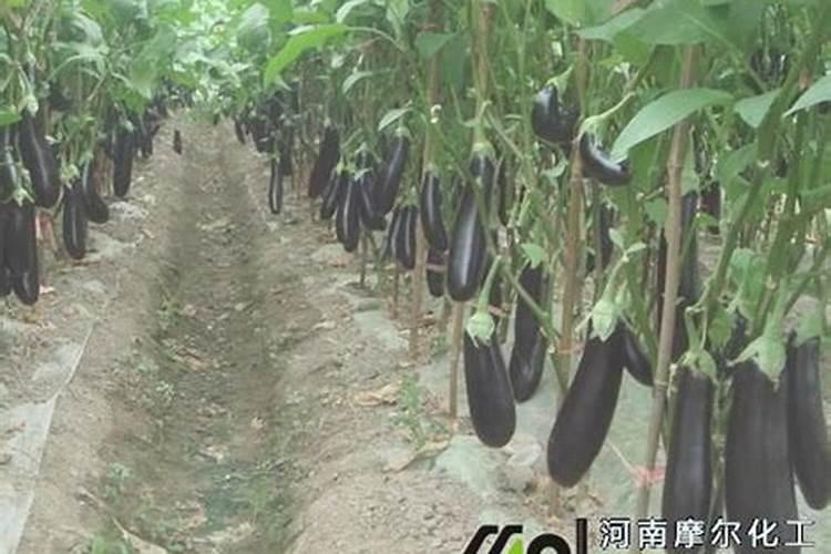 茄子喷施叶面肥能促进果实生长吗