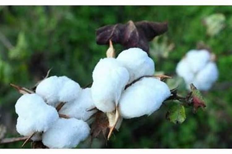 棉花种植注意事项是什么 棉花应该怎么养殖