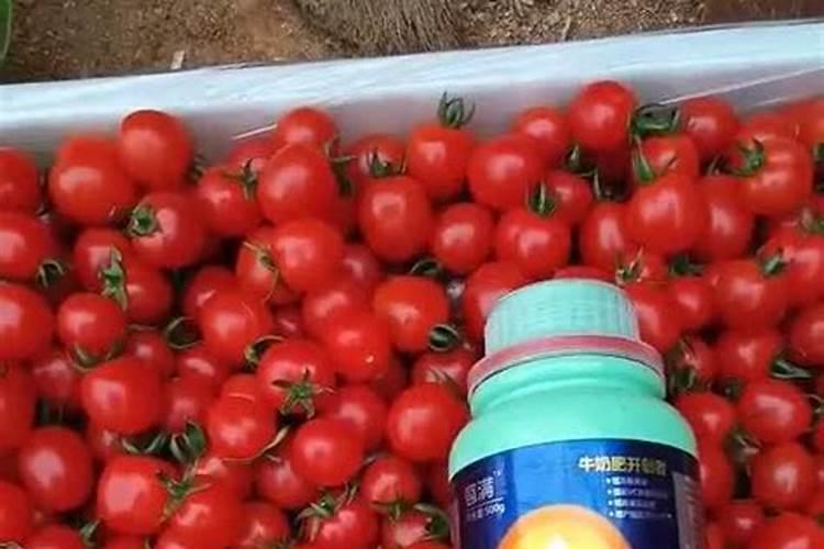 西红柿着色用什么肥料好