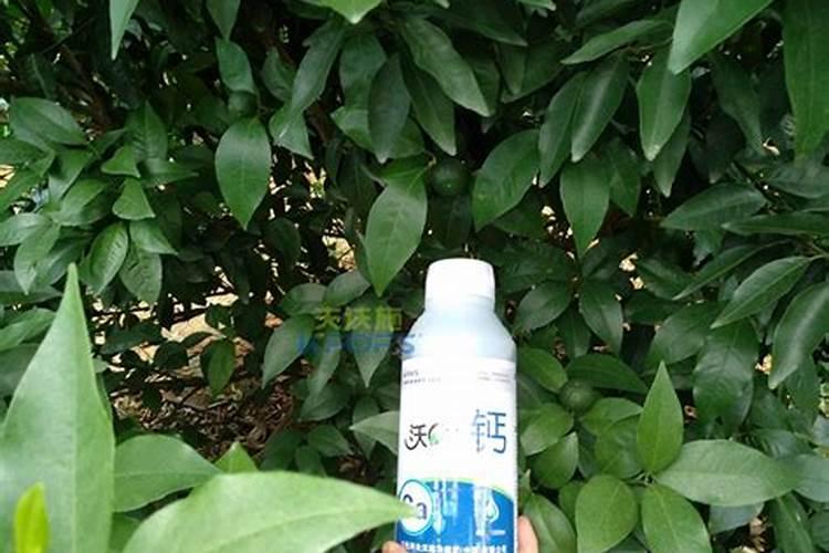 杨梅树什么时用叶面钙肥最好？