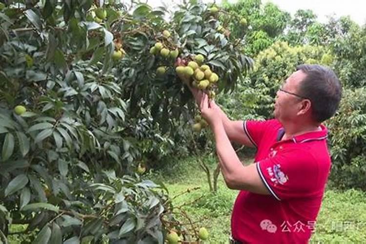 荔枝裂果怎么办