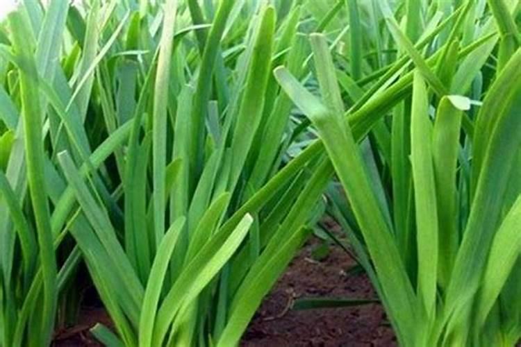 韭菜夏季适合追磷肥吗为什么？