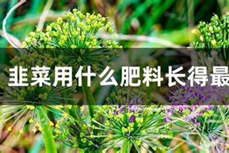韭菜喜欢什么肥料最好