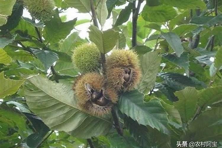 板栗缺硼的发病原因、主要症状有哪些？