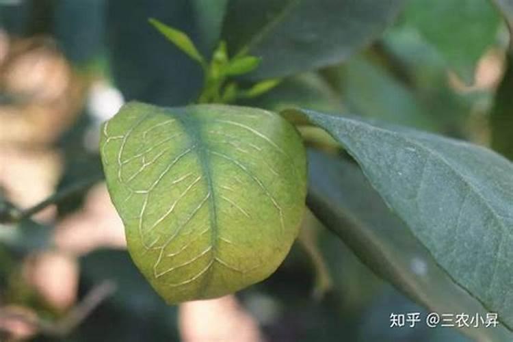 果树缺硼是由哪些原因引起的？