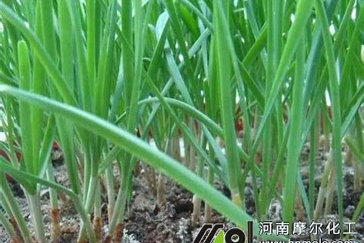 大棚二刀韭菜冲什么冲施肥最快