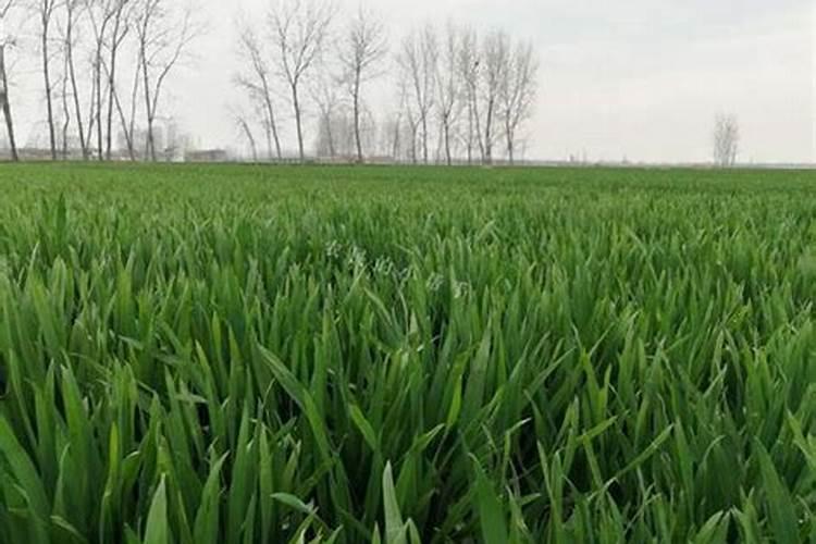 种植小麦可以用高钾肥吗为什么？