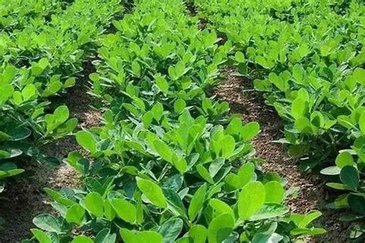 种植花生磷肥的正确方法