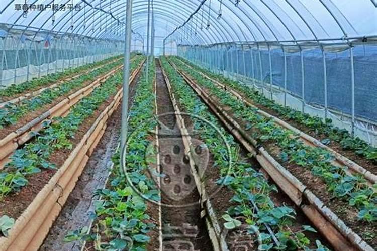 在草莓移植成活后应如何放置如何浇水