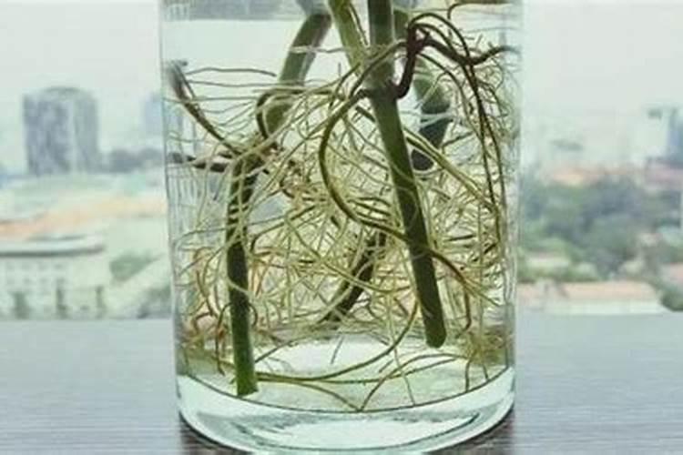 生根液可以和花肥一起兑水灌根吗？