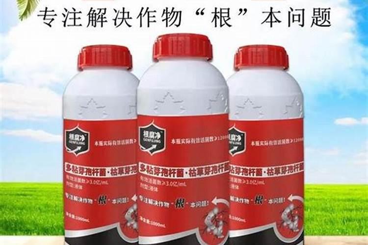 根腐病用什么药灌根好