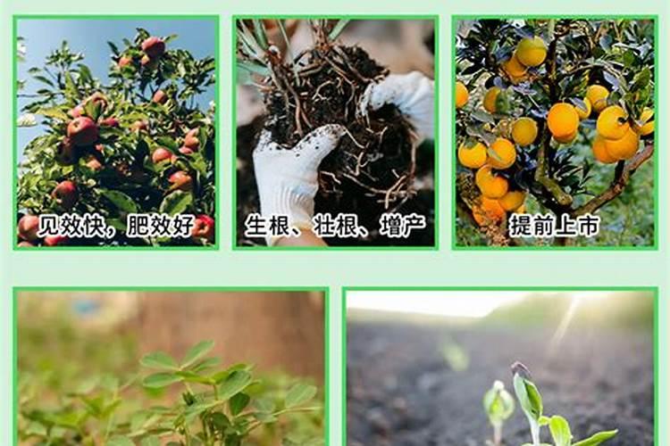 果树施肥用多少氮磷钾肥合适？