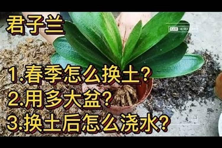 君子兰换土后肥料太大烧根叶子黄怎么办