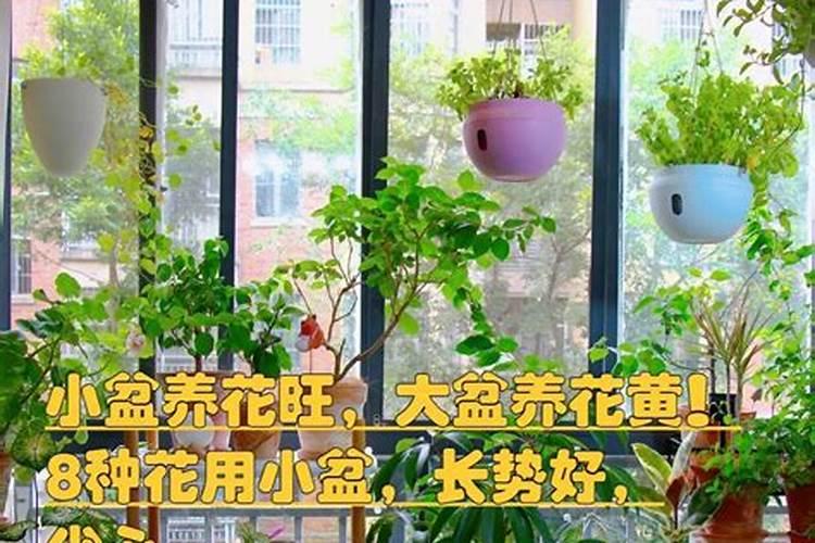 花盆养花需要微量元素肥吗为什么？