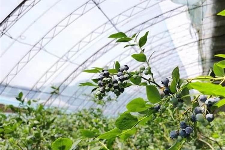 大棚蓝莓什么时候施硼肥好一点？