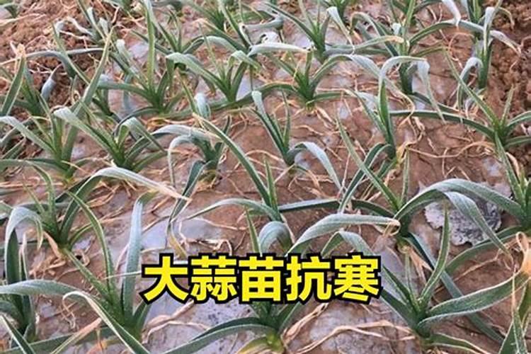 磷酸二氢钾喷施浓度