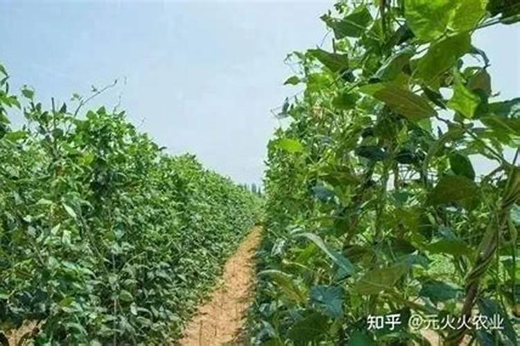 西红柿换茬种豆角可以不注意什么