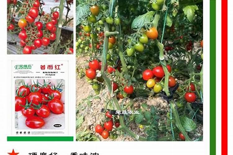 大红西红柿小苗冲鱼蛋白行吗？