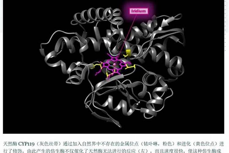生物酶是什么,有什么用？