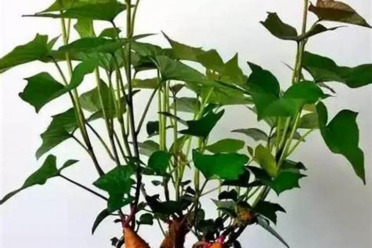 番薯盆栽如何施肥