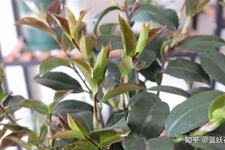 茶花怎么浇磷钾肥水？