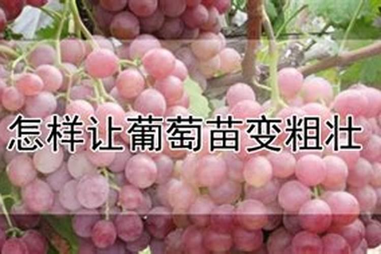 怎样让葡萄苗变粗壮