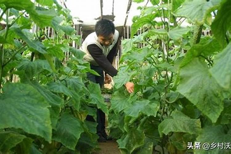 黄瓜如何施肥才能高产？