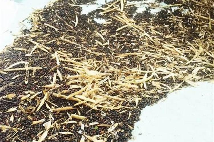 油菜籽一定要打硼肥吗为什么？