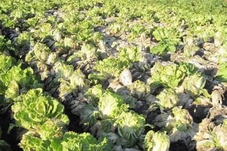 白菜出现根腐病应该如何防治？