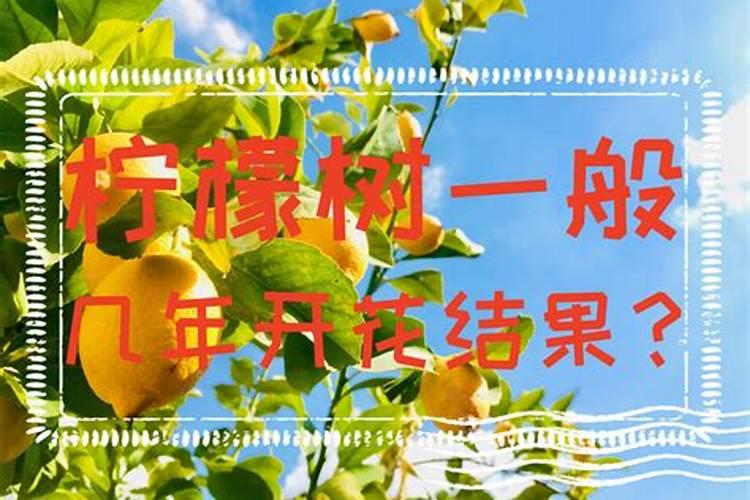柠檬树开花结果后如何管理？