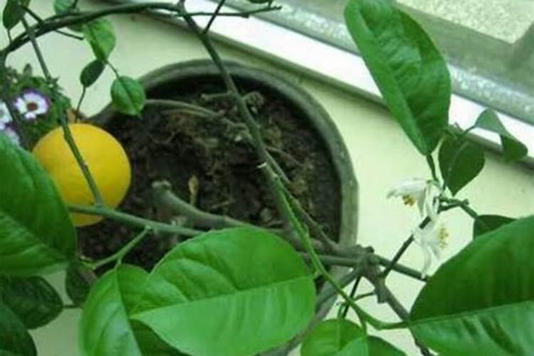 柠檬挂果后需要施什么肥