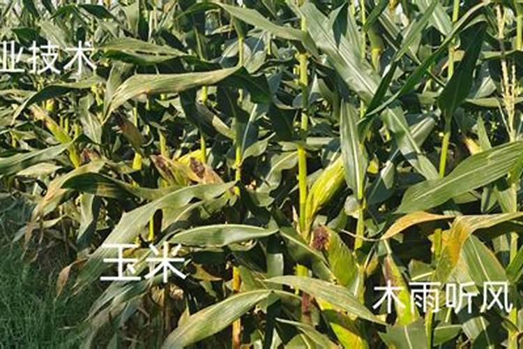 玉米适合什么肥料