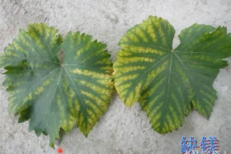 镁在葡萄树上的作用(镁肥在葡萄上什么时候用)