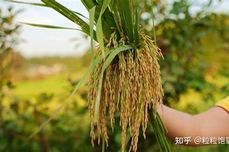 叶面肥高对水稻有影响吗为什么？
