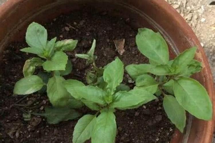 紫苏种植用肥