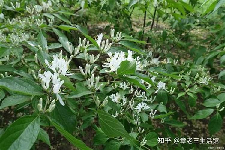 威灵仙打叶面肥有用吗怎么样？