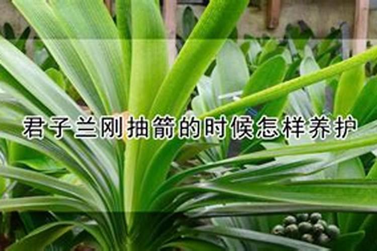 君子兰刚抽箭的时候怎样养护