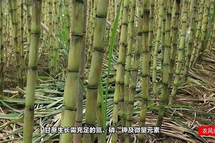 甘蔗用什么肥长得快又甜