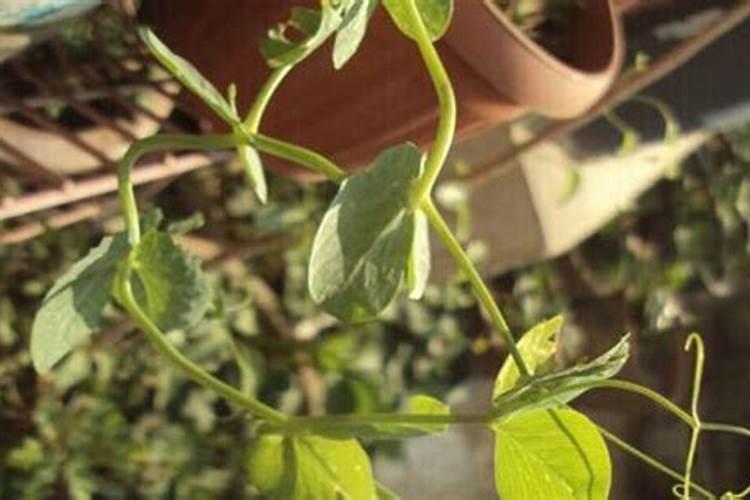 盆栽豌豆的种植步骤