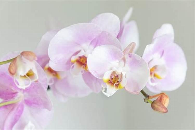 蝴蝶兰有花蕾了什么时候不能施肥？