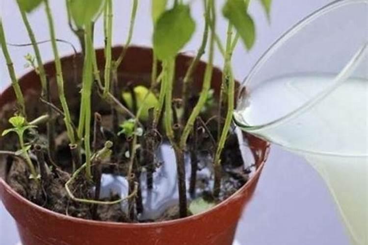 磷肥可以浇水培植物吗？