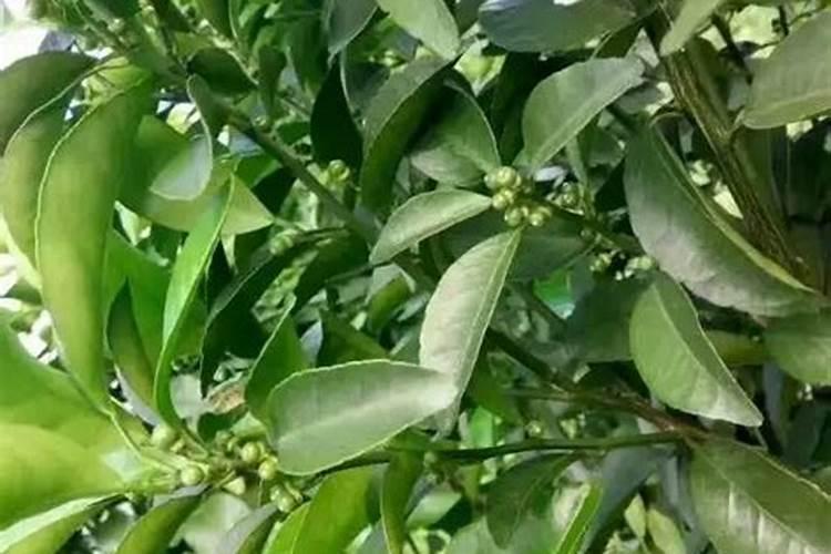 在柑橘开花的时候要用什么肥料才合适