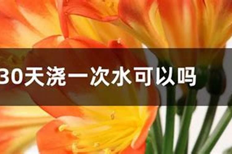 君子兰一个月浇一次水可以吗？